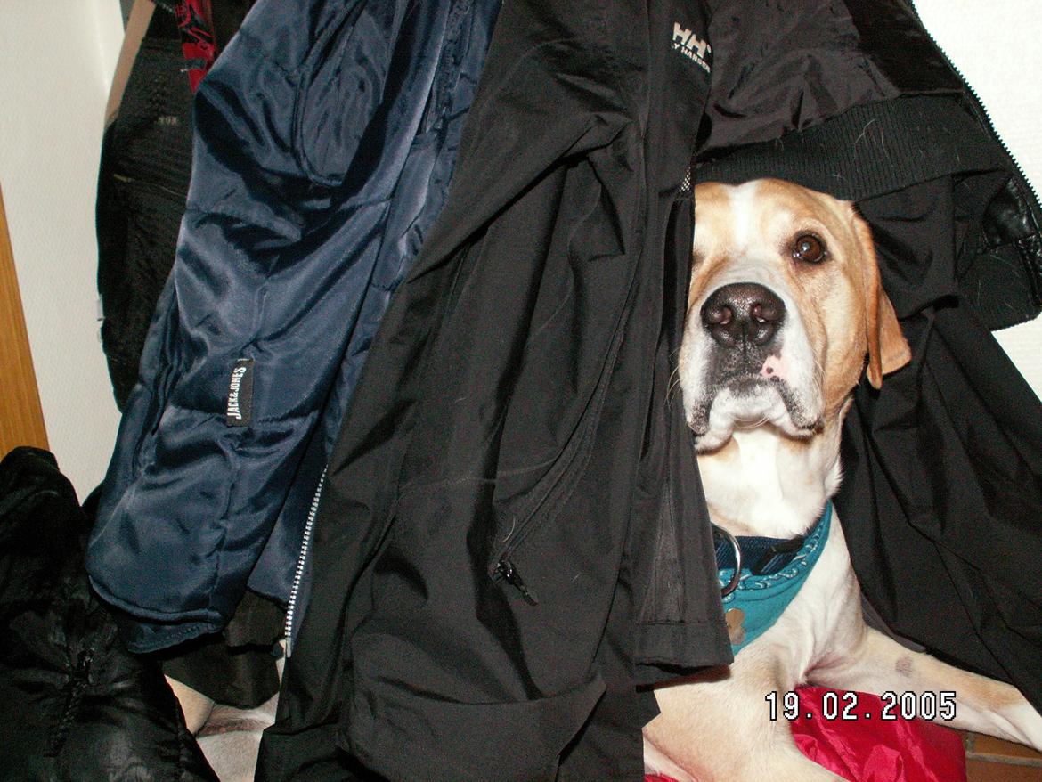 Dalmatiner Labrador Sir. Taurus II LØVEN II - Min smukke modelhund♥ billede 14