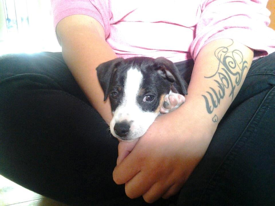 Dansk svensk gaardhund Chili billede 8