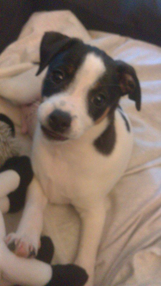 Dansk svensk gaardhund Chili billede 10