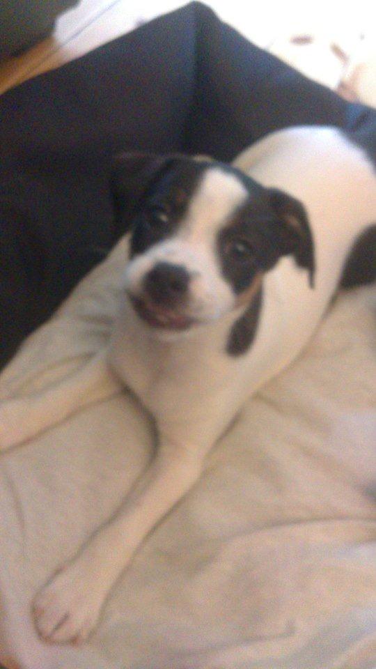 Dansk svensk gaardhund Chili billede 12