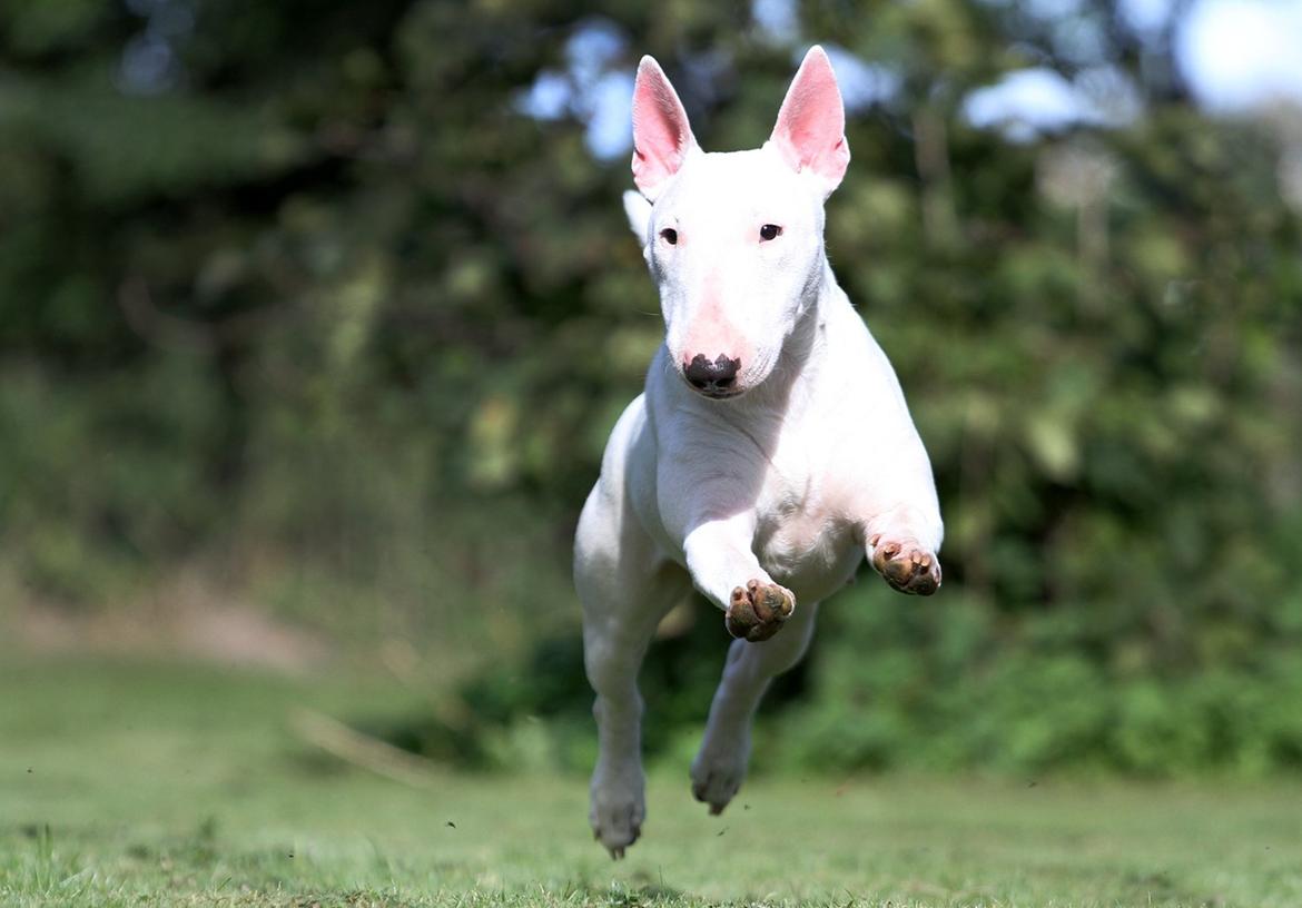 Bullterrier miniature MilkywayMiniature Pure White billede 3