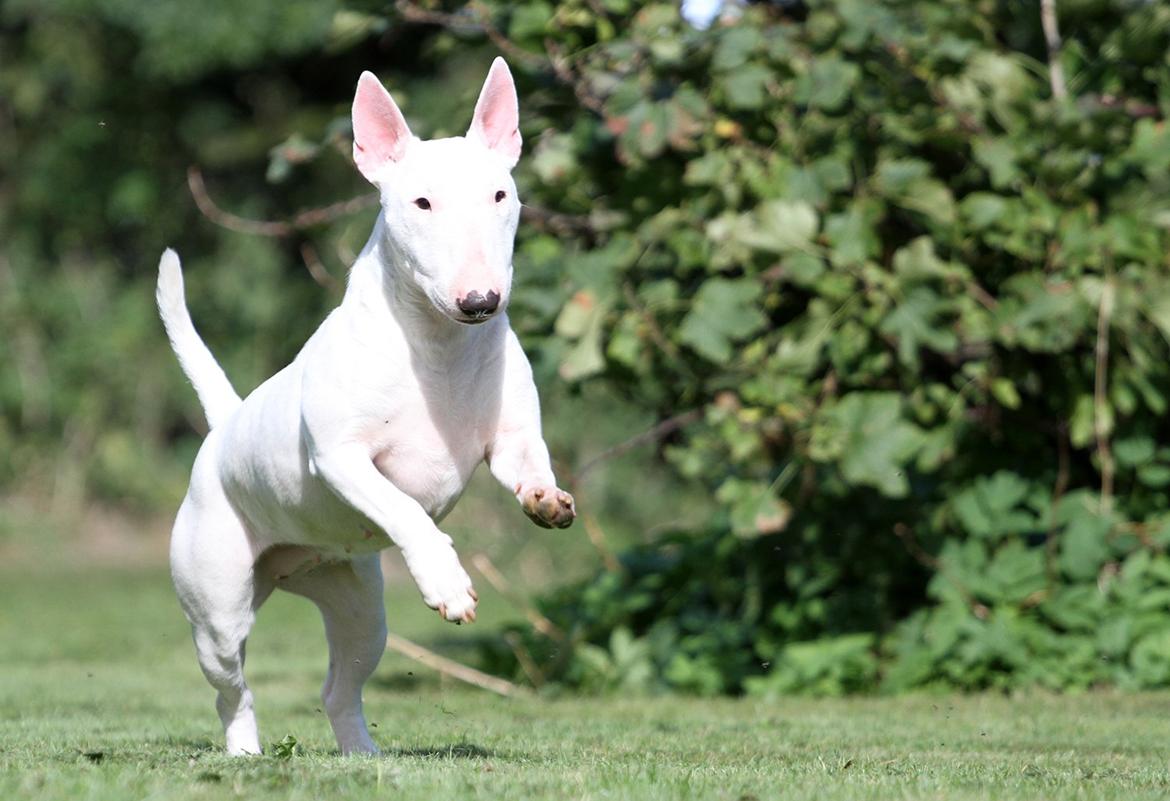 Bullterrier miniature MilkywayMiniature Pure White billede 4