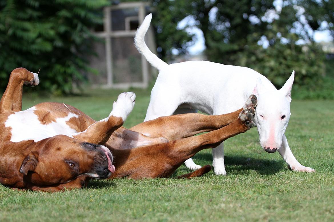 Bullterrier miniature MilkywayMiniature Pure White billede 5