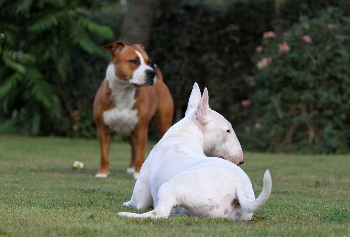 Bullterrier miniature MilkywayMiniature Pure White billede 6