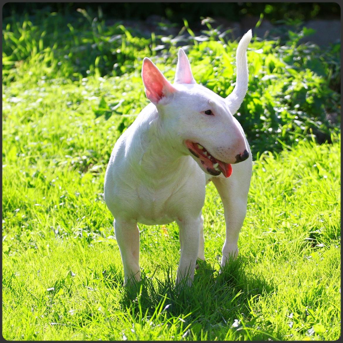 Bullterrier miniature MilkywayMiniature Pure White billede 7