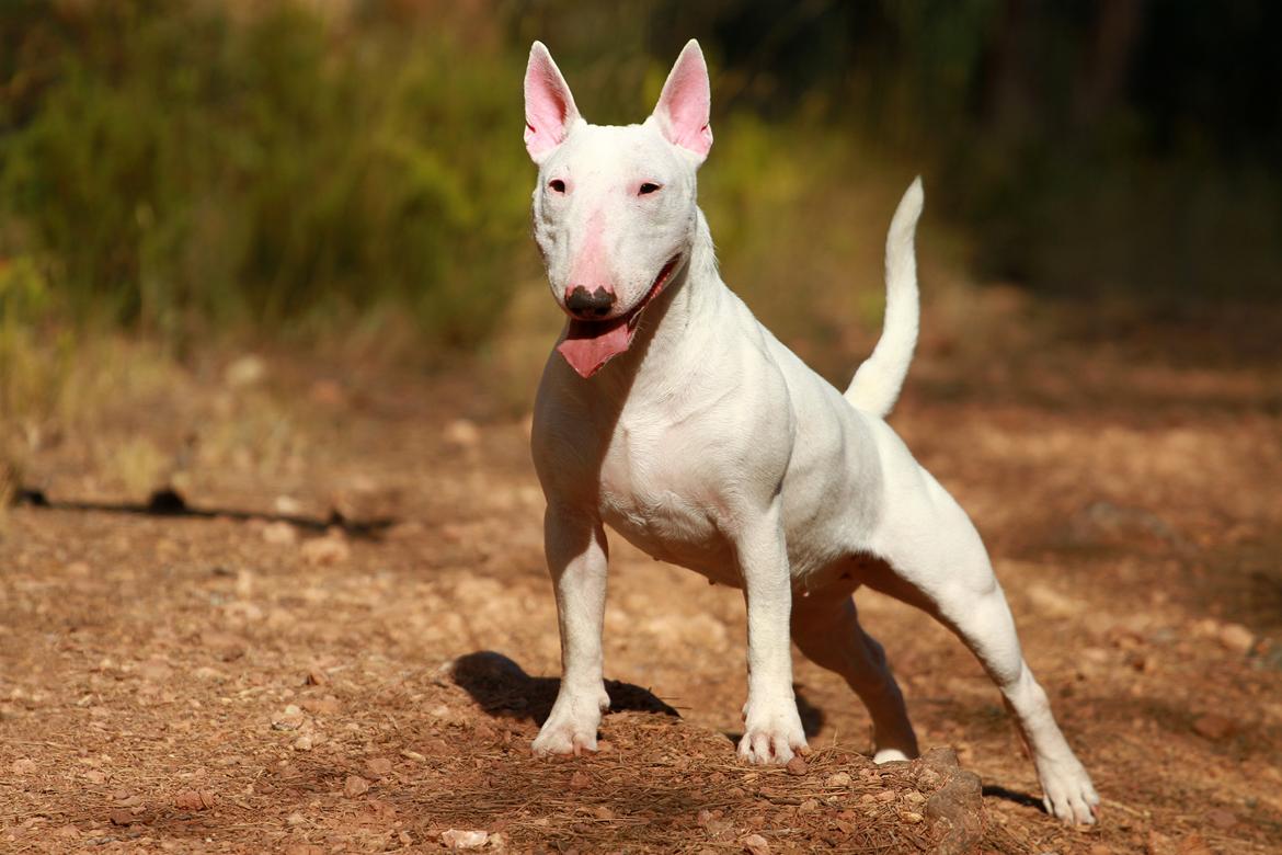 Bullterrier miniature MilkywayMiniature Pure White billede 2