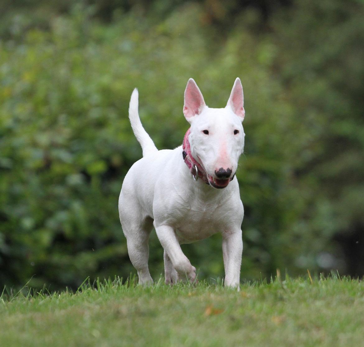 Bullterrier miniature MilkywayMiniature Pure White billede 8