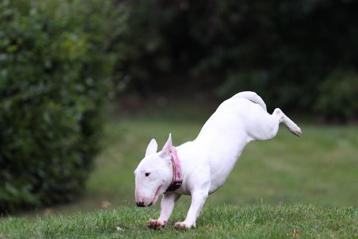 Bullterrier miniature MilkywayMiniature Pure White billede 9