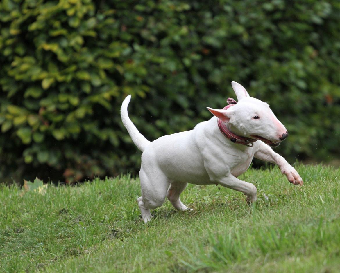 Bullterrier miniature MilkywayMiniature Pure White billede 10