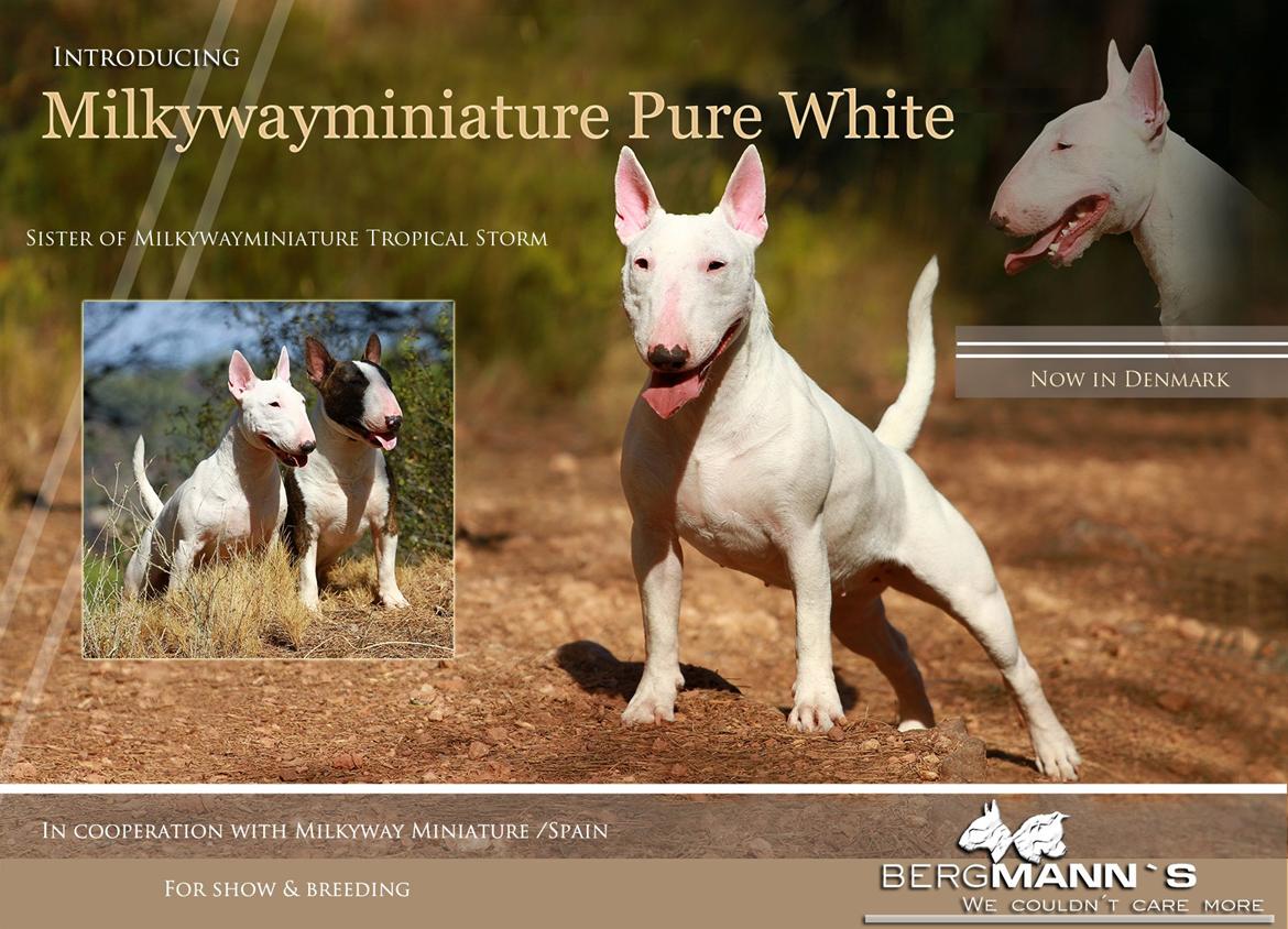 Bullterrier miniature MilkywayMiniature Pure White billede 11