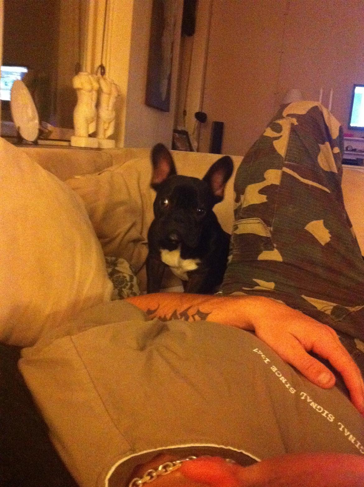 Fransk bulldog Batman billede 1