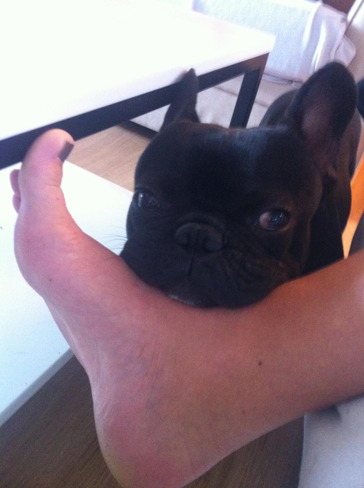 Fransk bulldog Batman billede 2