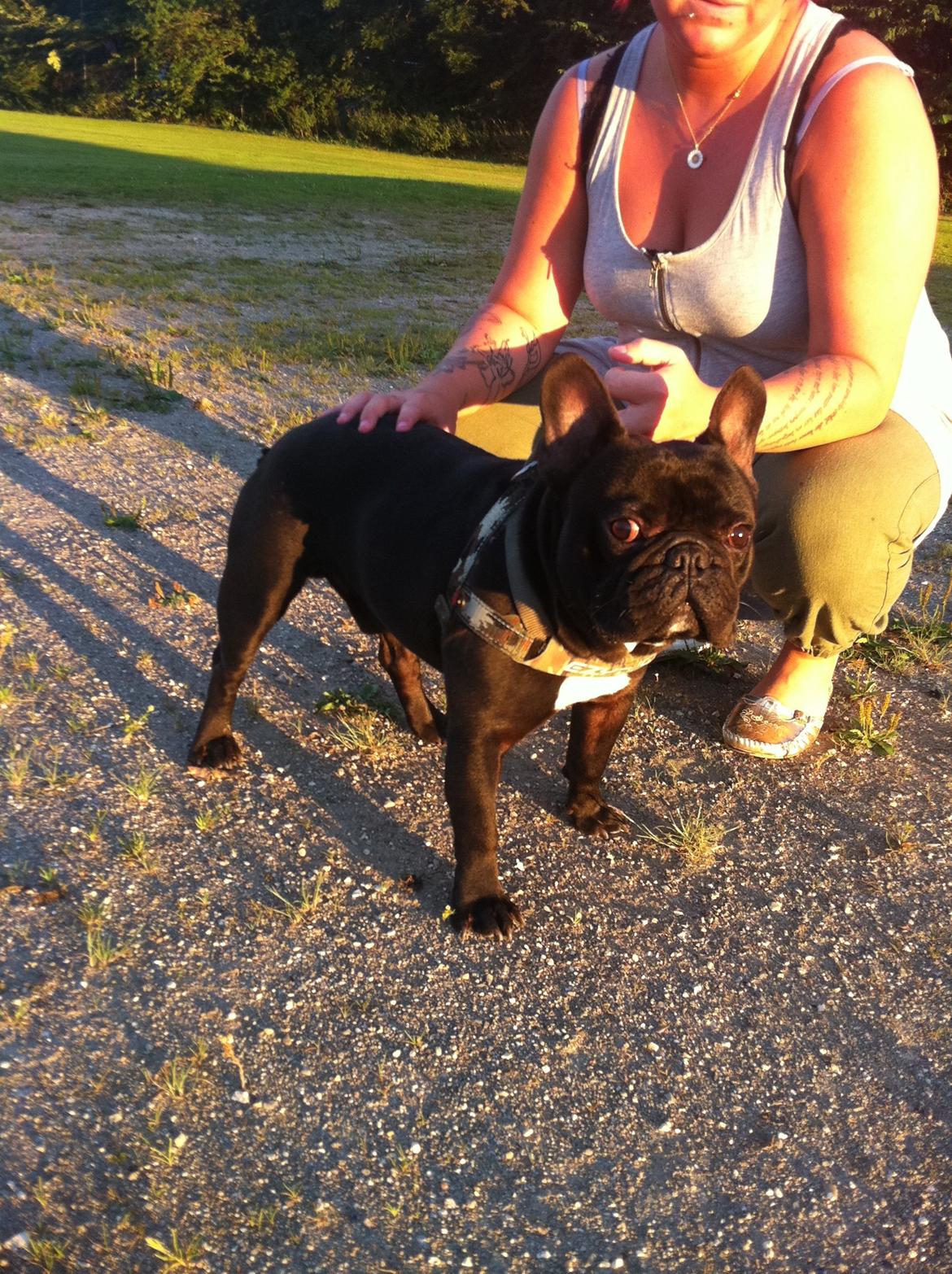 Fransk bulldog Batman billede 3