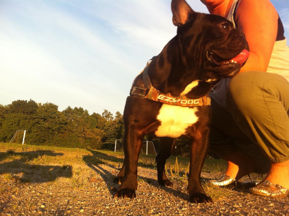 Fransk bulldog Batman billede 4