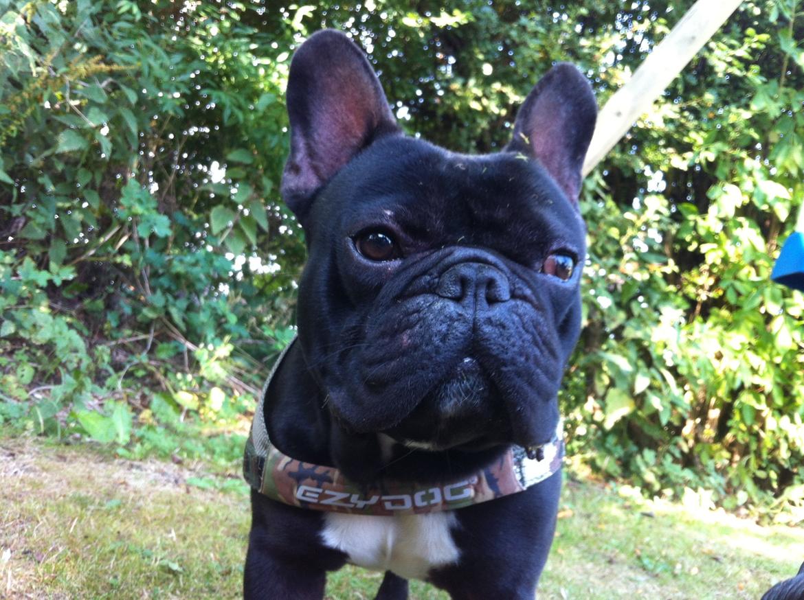 Fransk bulldog Batman billede 5