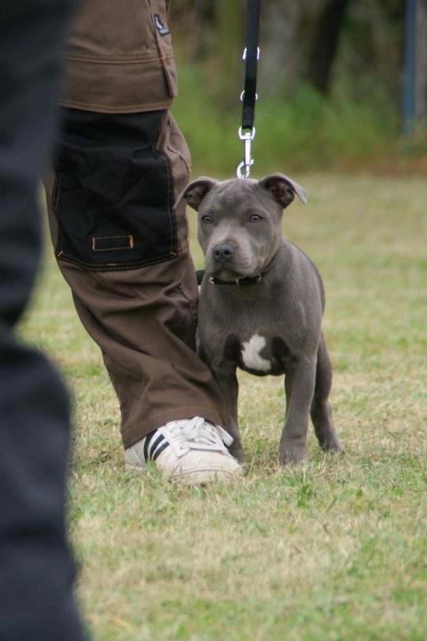 Staffordshire bull terrier Grand Chevy Sama Slodycz billede 17