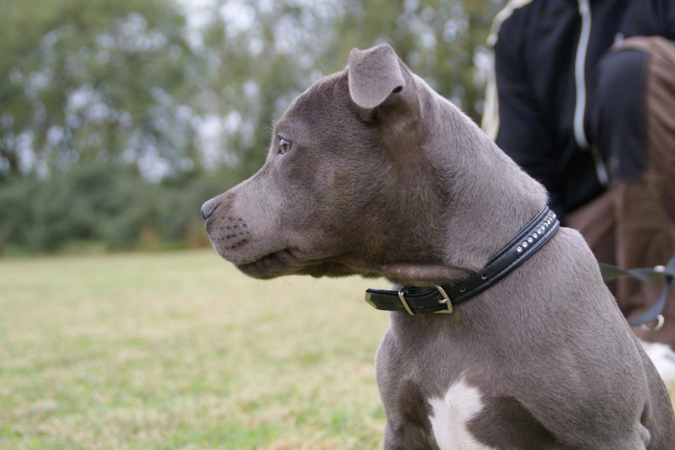 Staffordshire bull terrier Grand Chevy Sama Slodycz billede 16