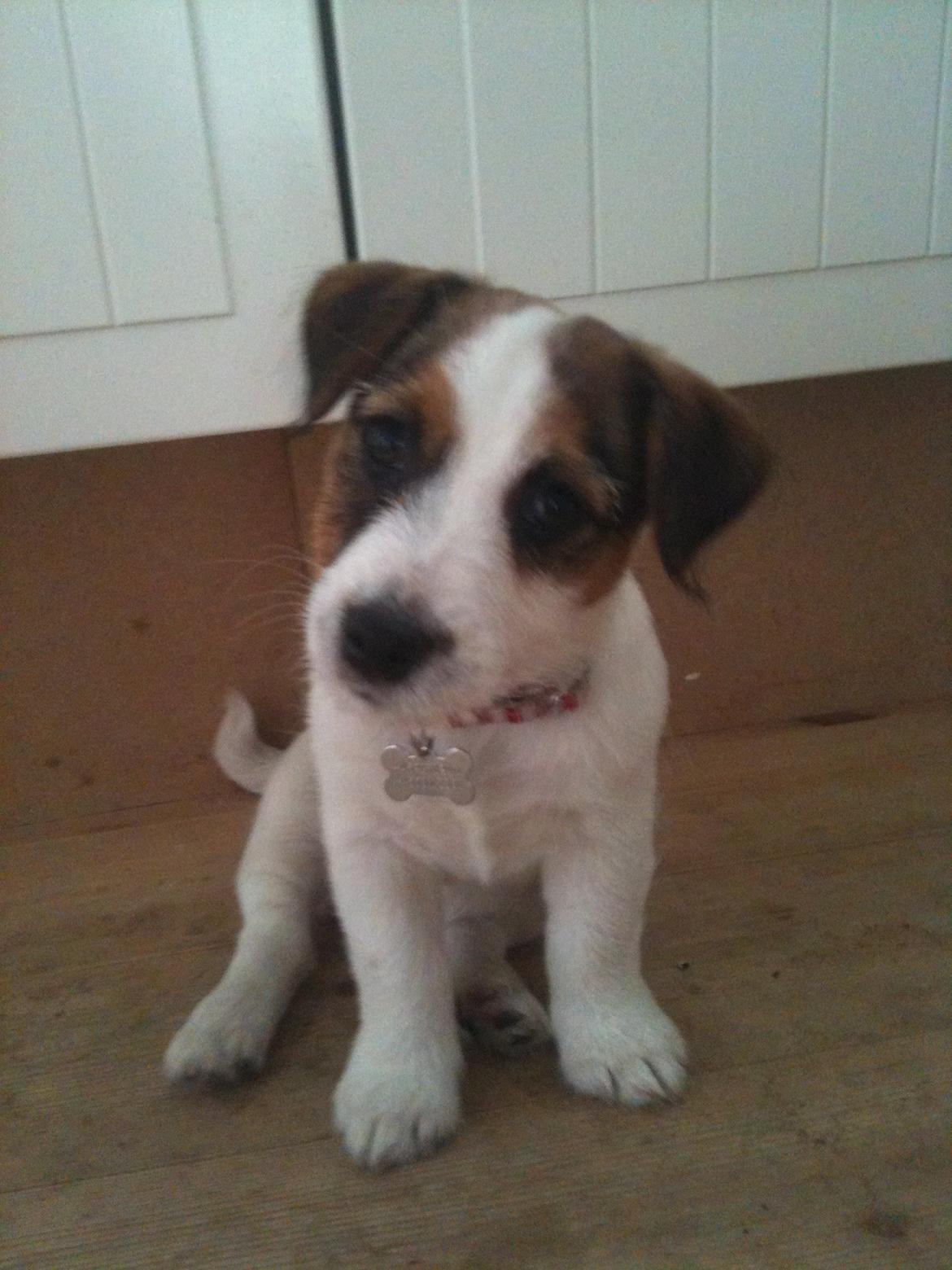 Jack russell terrier Ginger billede 1