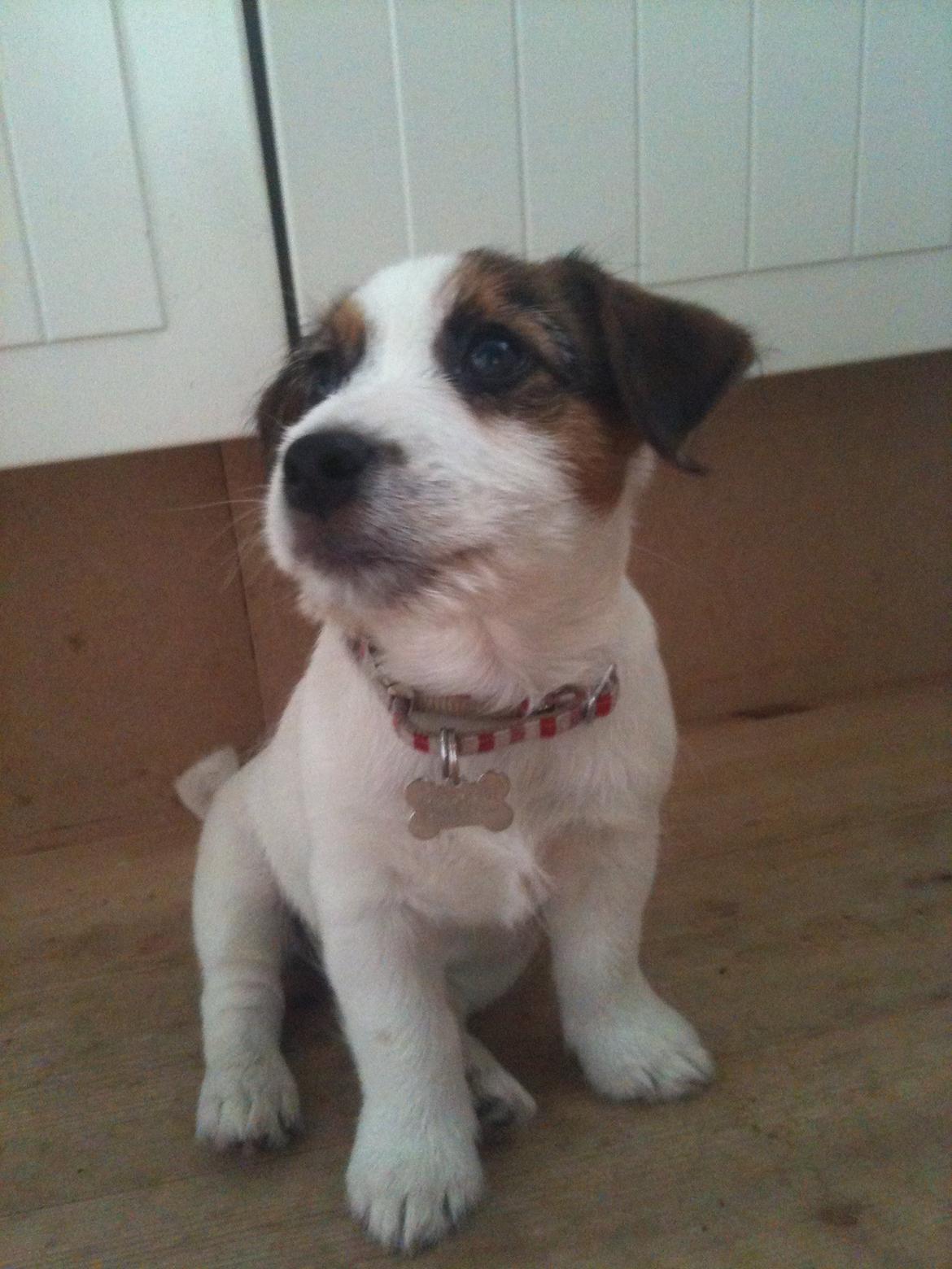 Jack russell terrier Ginger billede 2