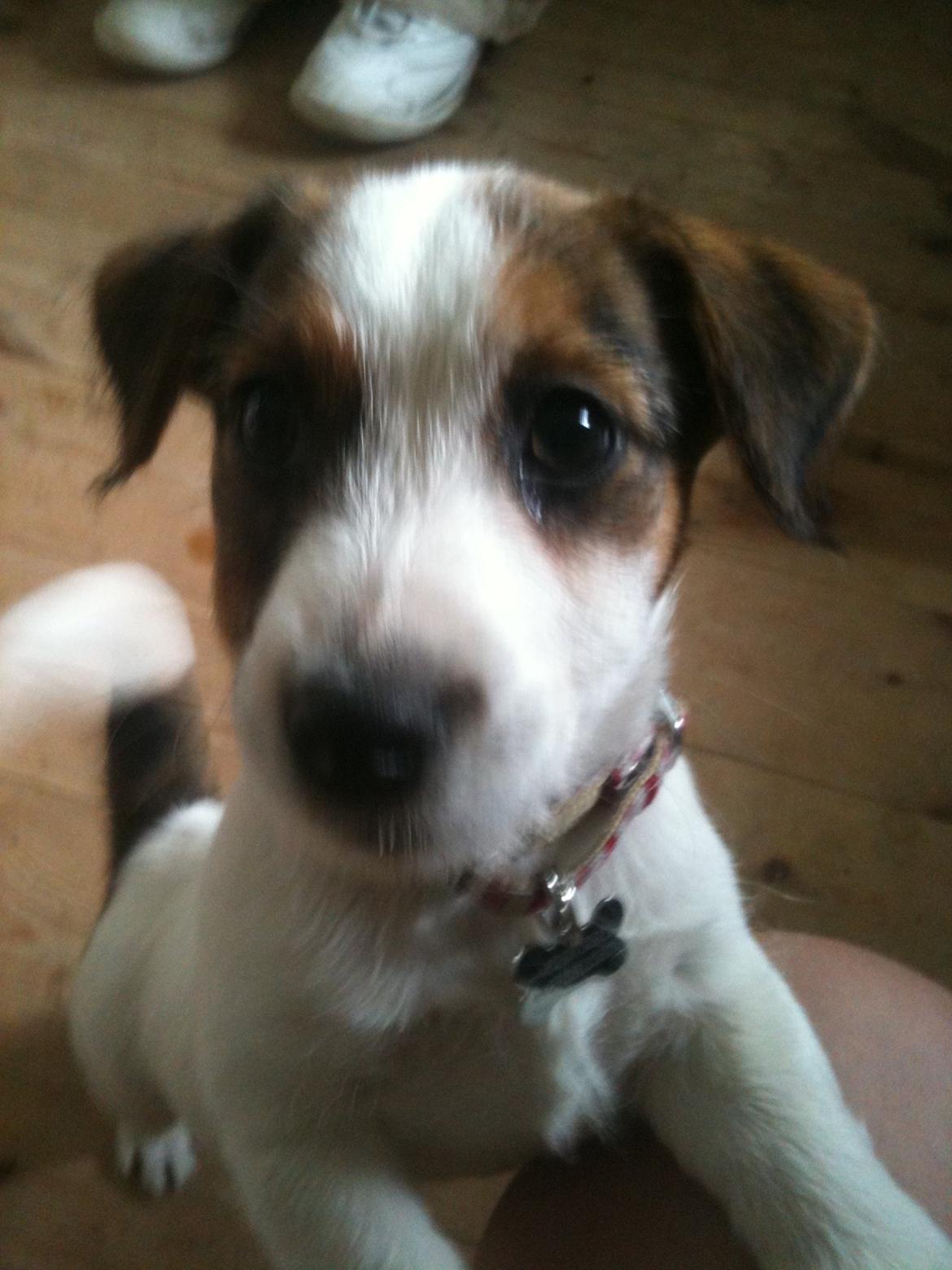 Jack russell terrier Ginger billede 7