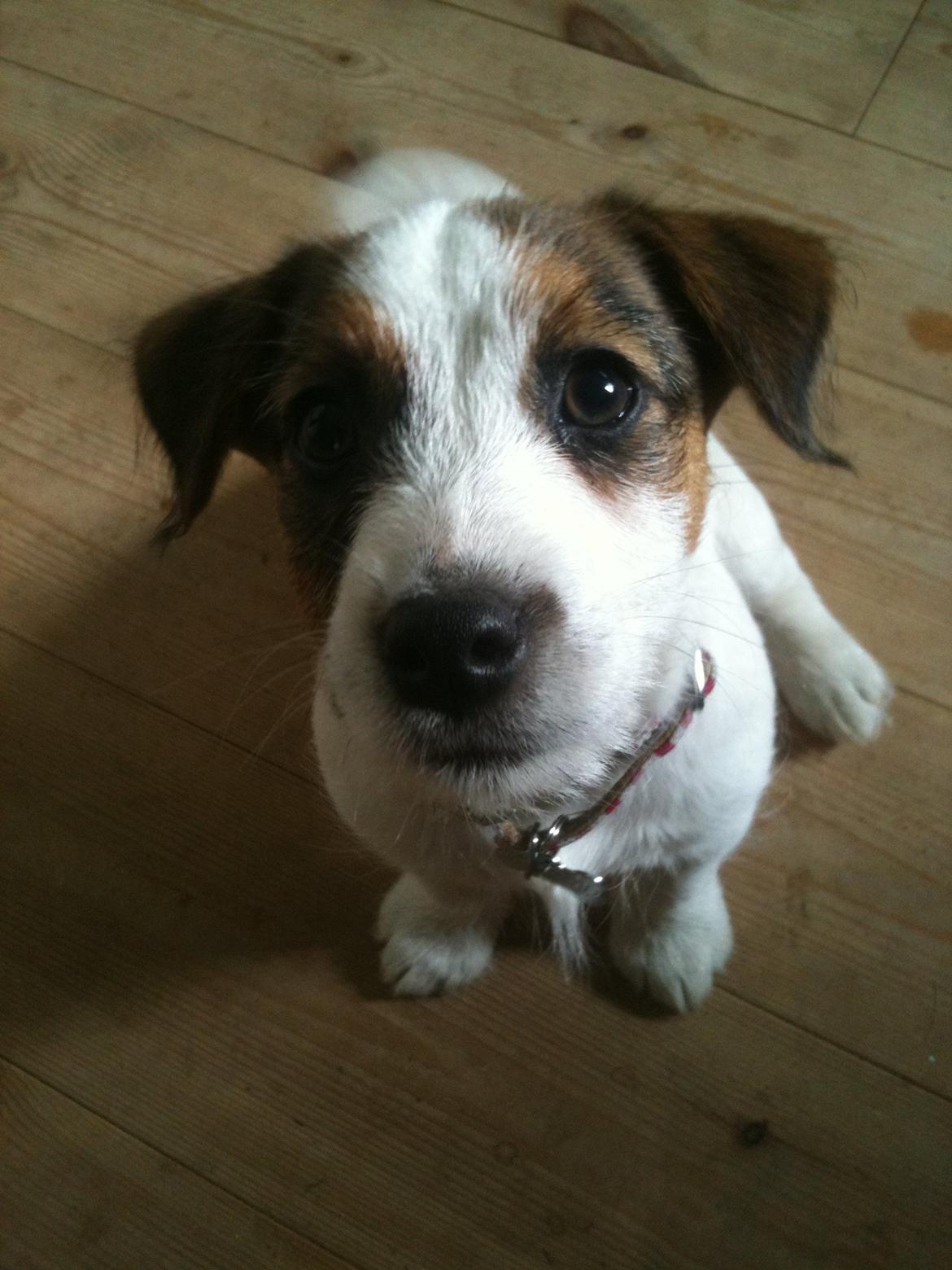 Jack russell terrier Ginger billede 8