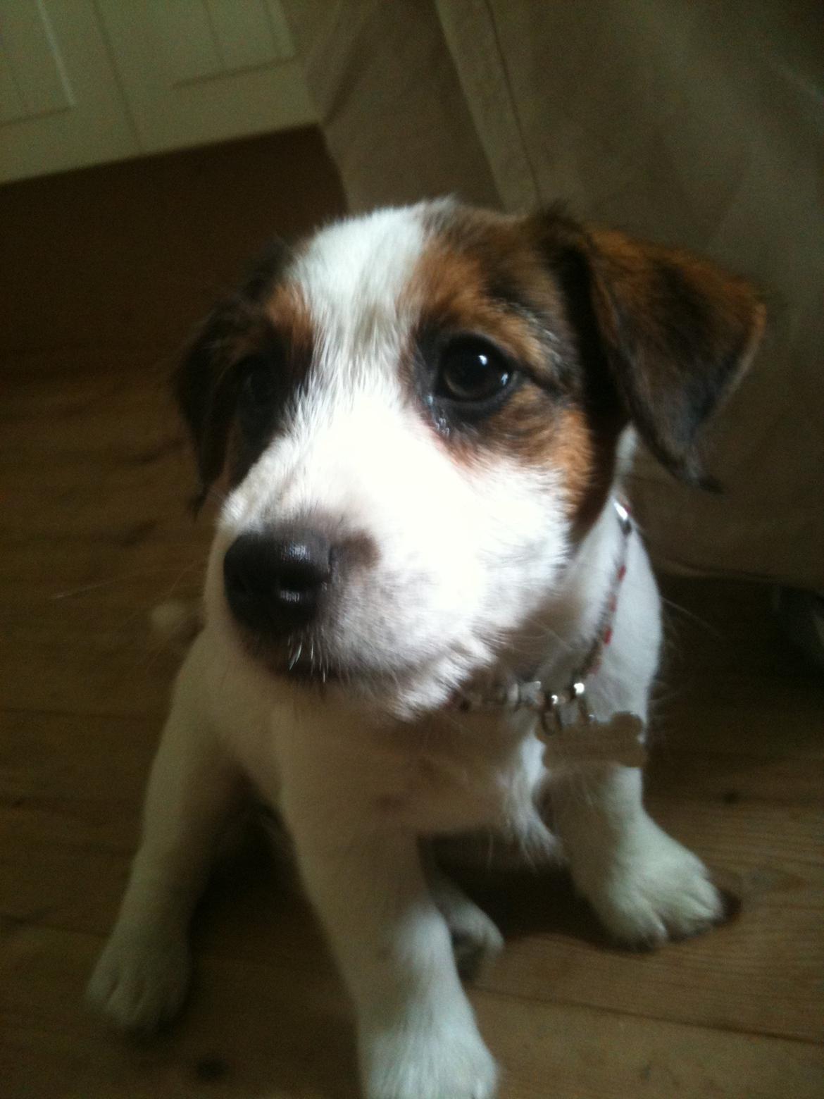 Jack russell terrier Ginger billede 9