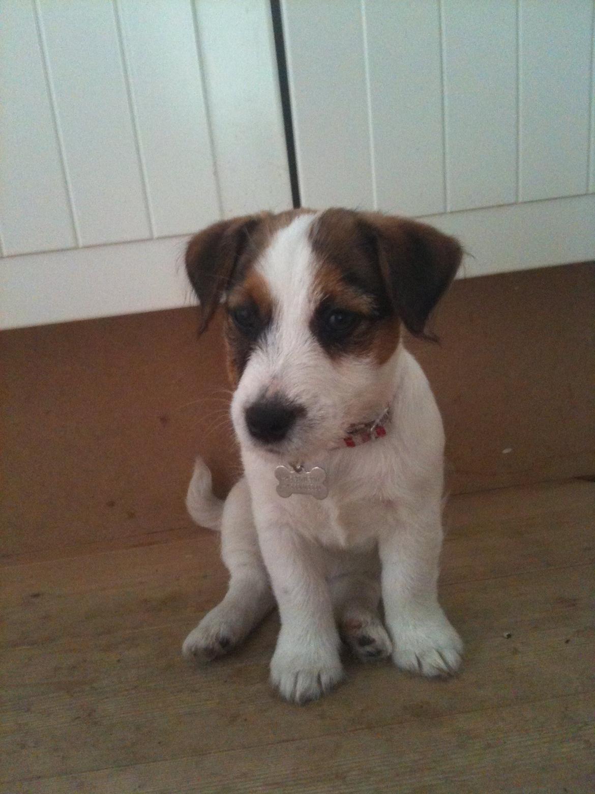 Jack russell terrier Ginger billede 10