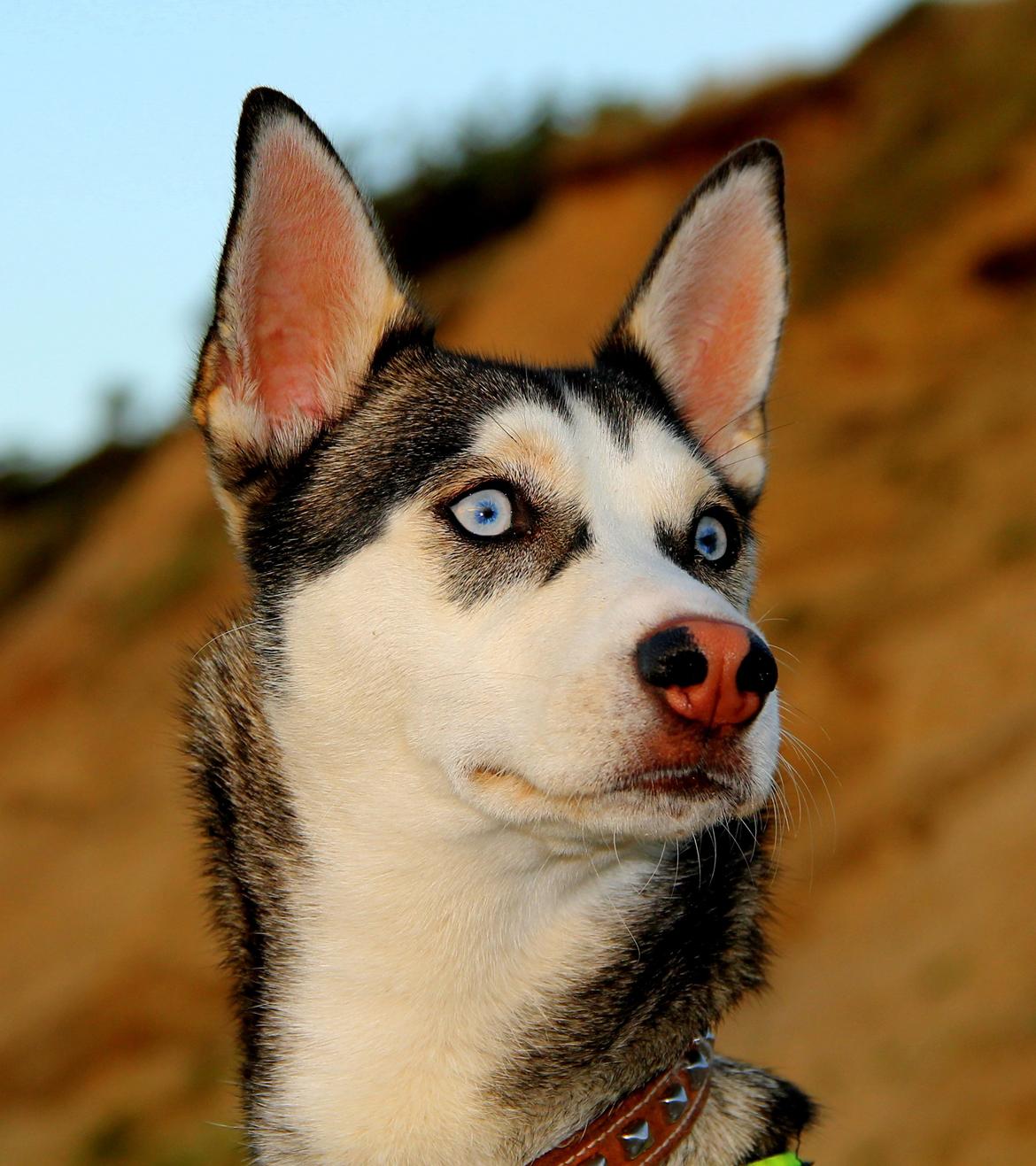 Blanding af racer Trinity billede 12