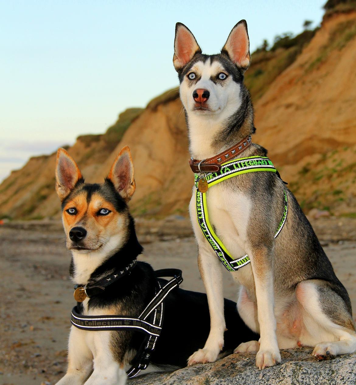 Blanding af racer Trinity billede 13