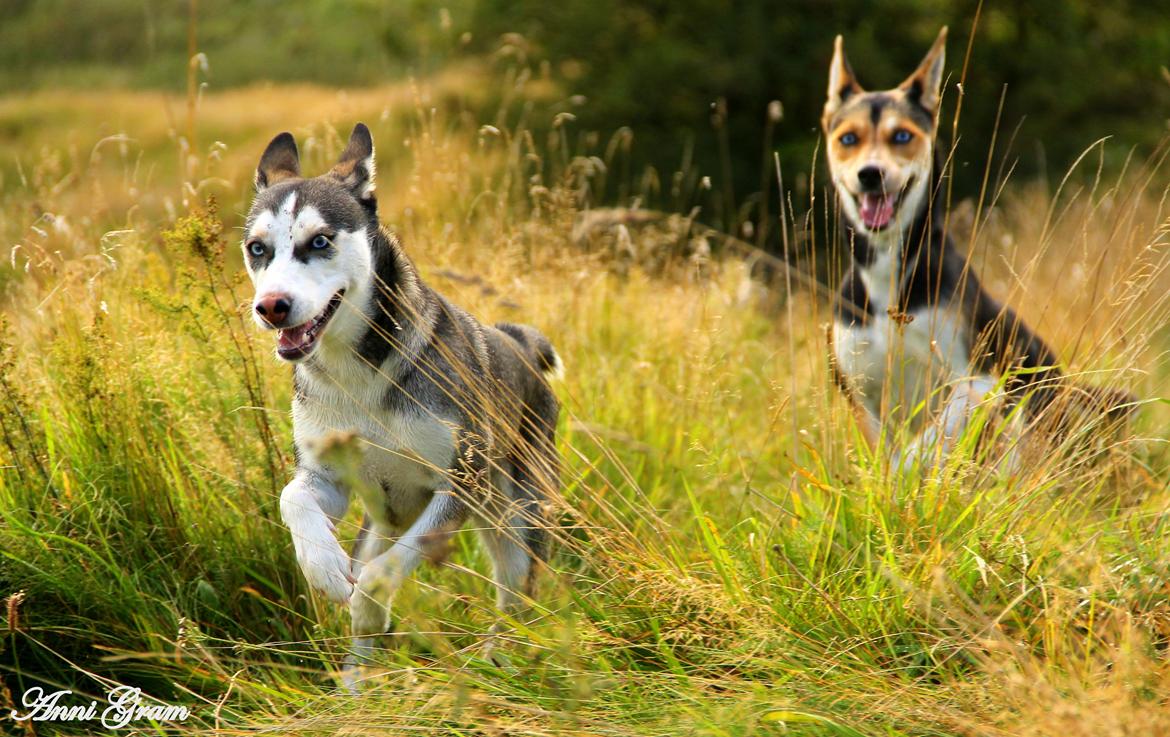 Blanding af racer Trinity billede 14