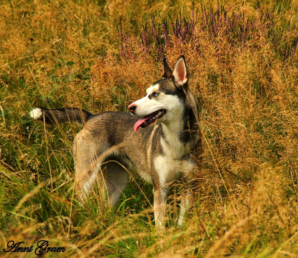 Blanding af racer Trinity billede 15