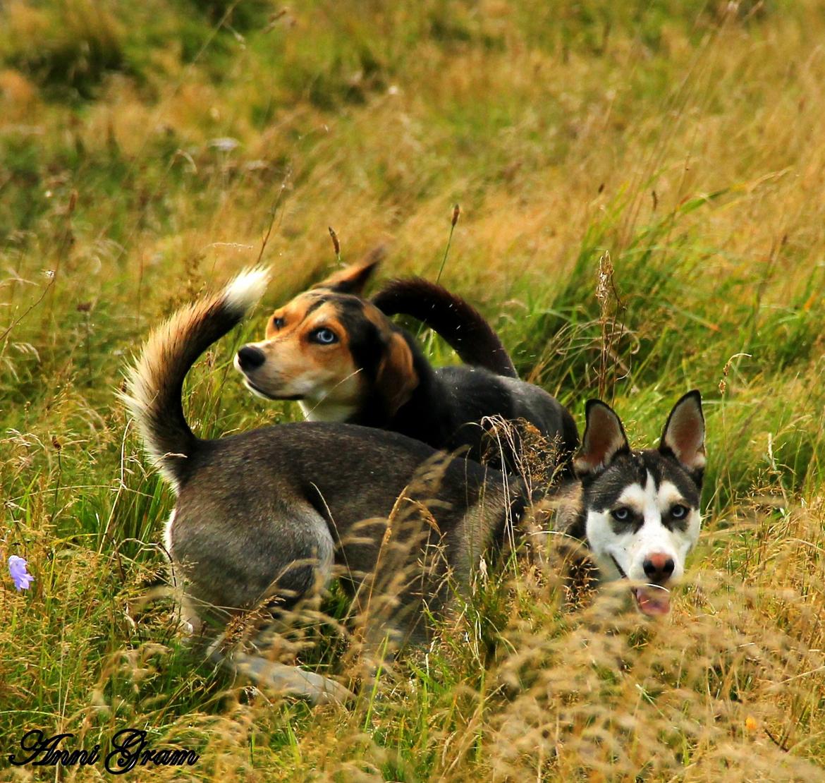 Blanding af racer Trinity billede 16