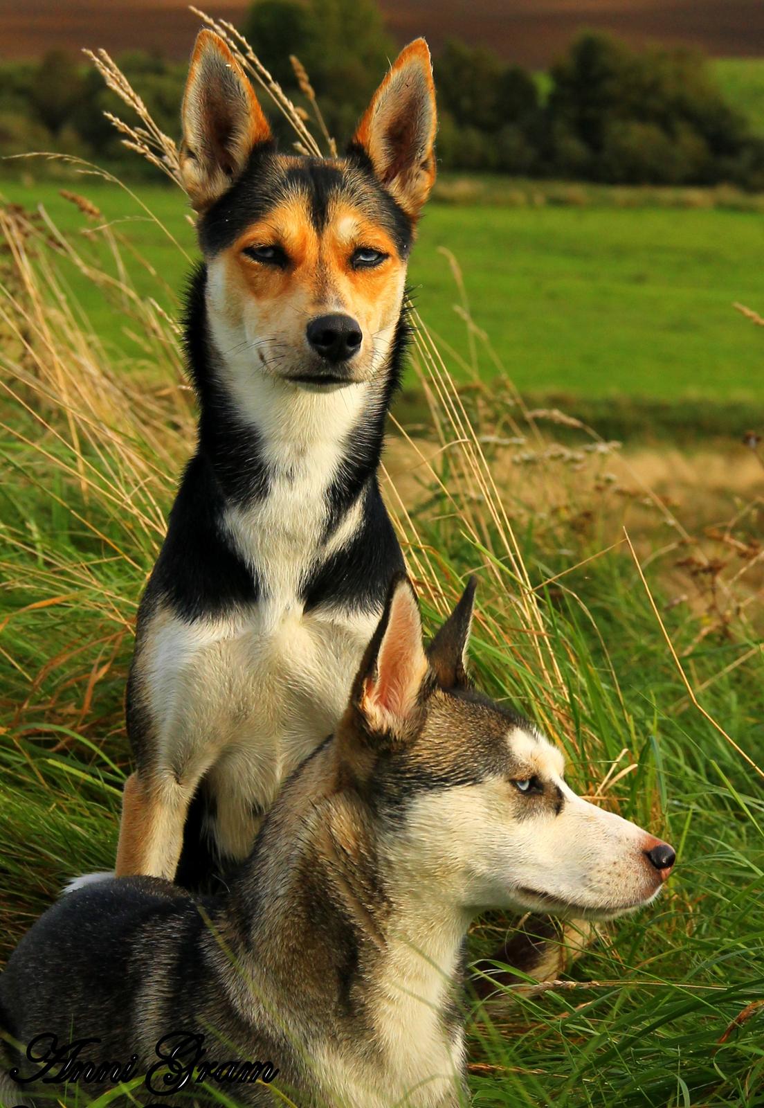 Blanding af racer Trinity billede 17