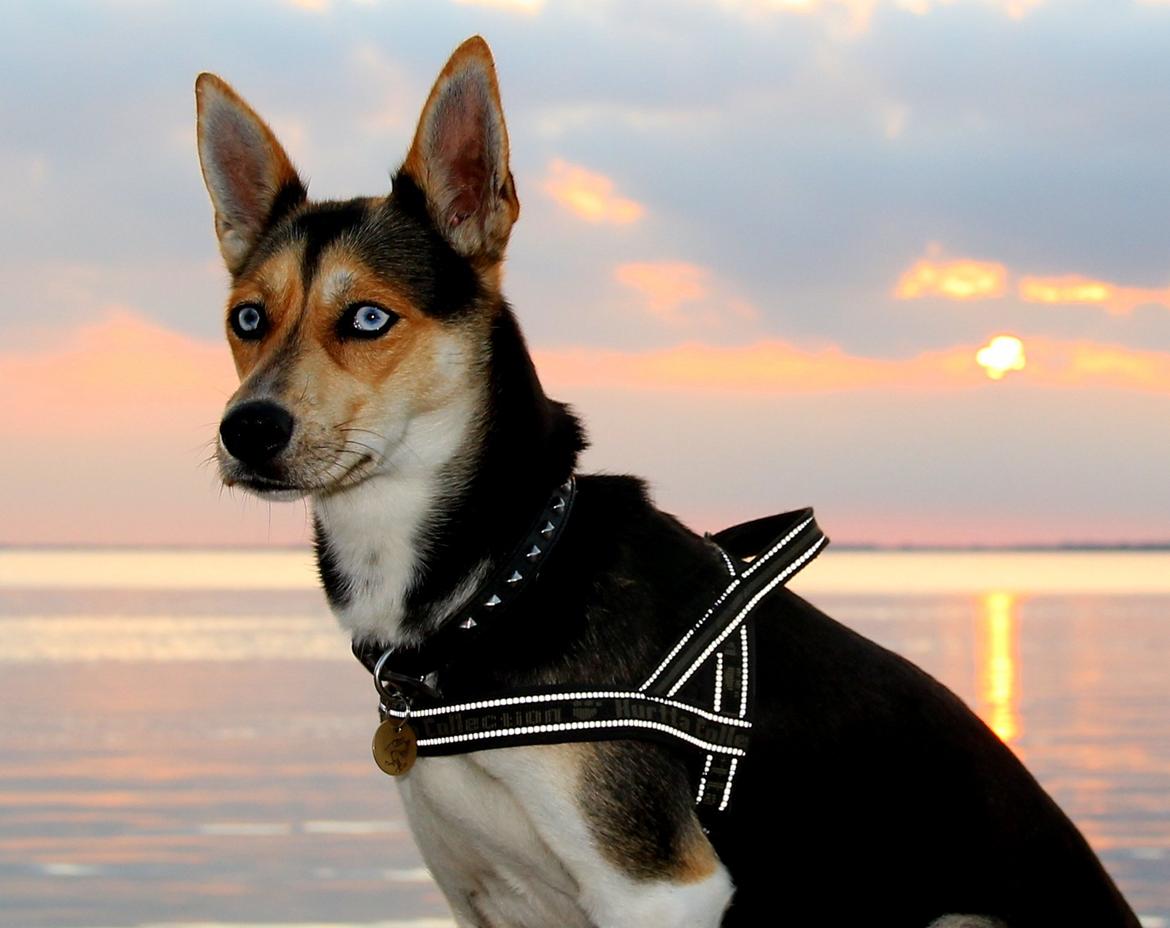 Blanding af racer Nishka billede 15