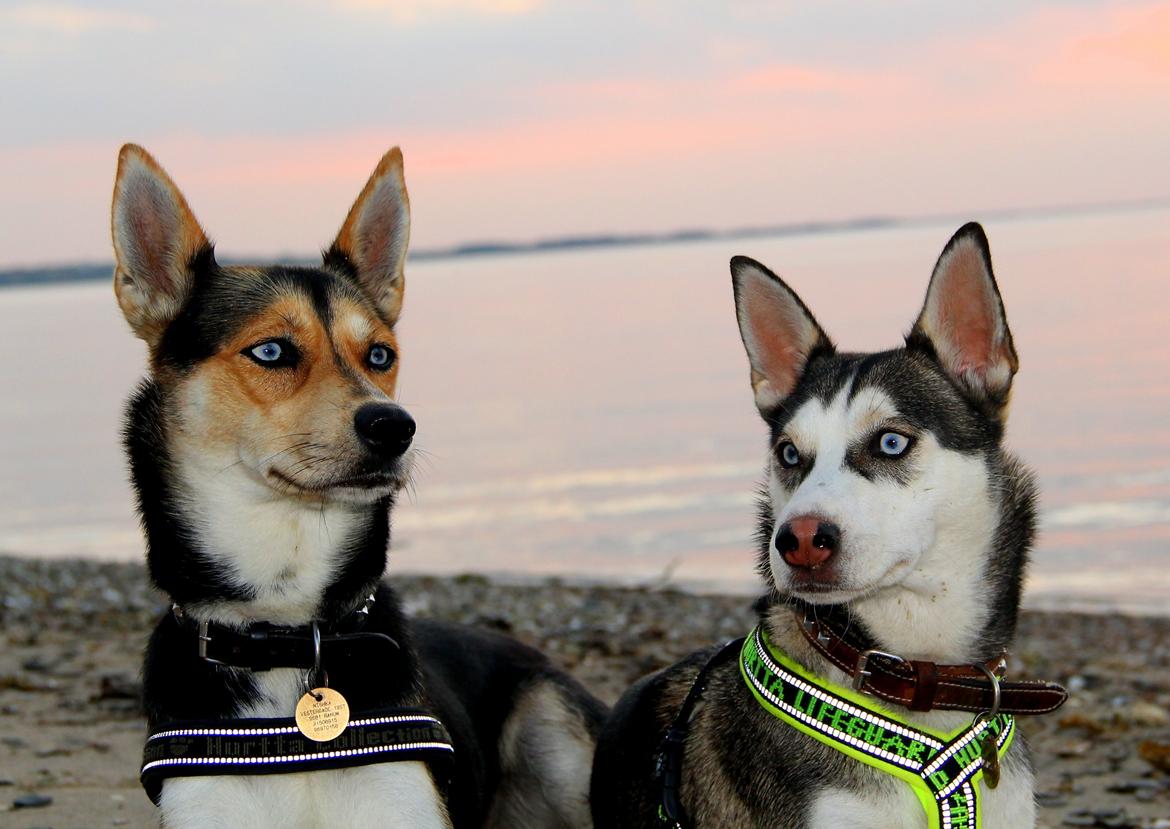 Blanding af racer Nishka billede 16