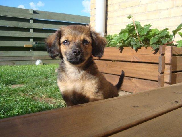 Blanding af racer Tumle billede 2