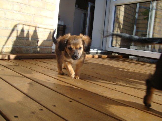 Blanding af racer Tumle billede 3