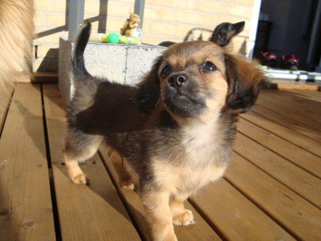 Blanding af racer Tumle billede 4