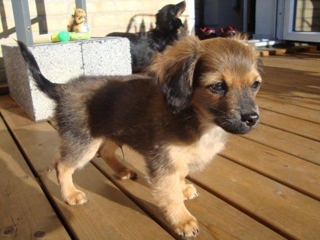 Blanding af racer Tumle billede 5