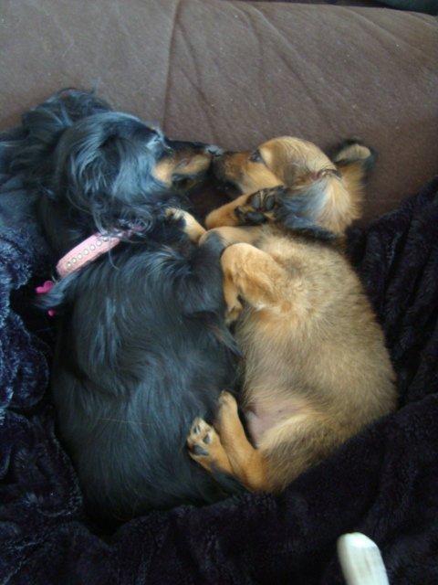 Blanding af racer Tumle billede 6