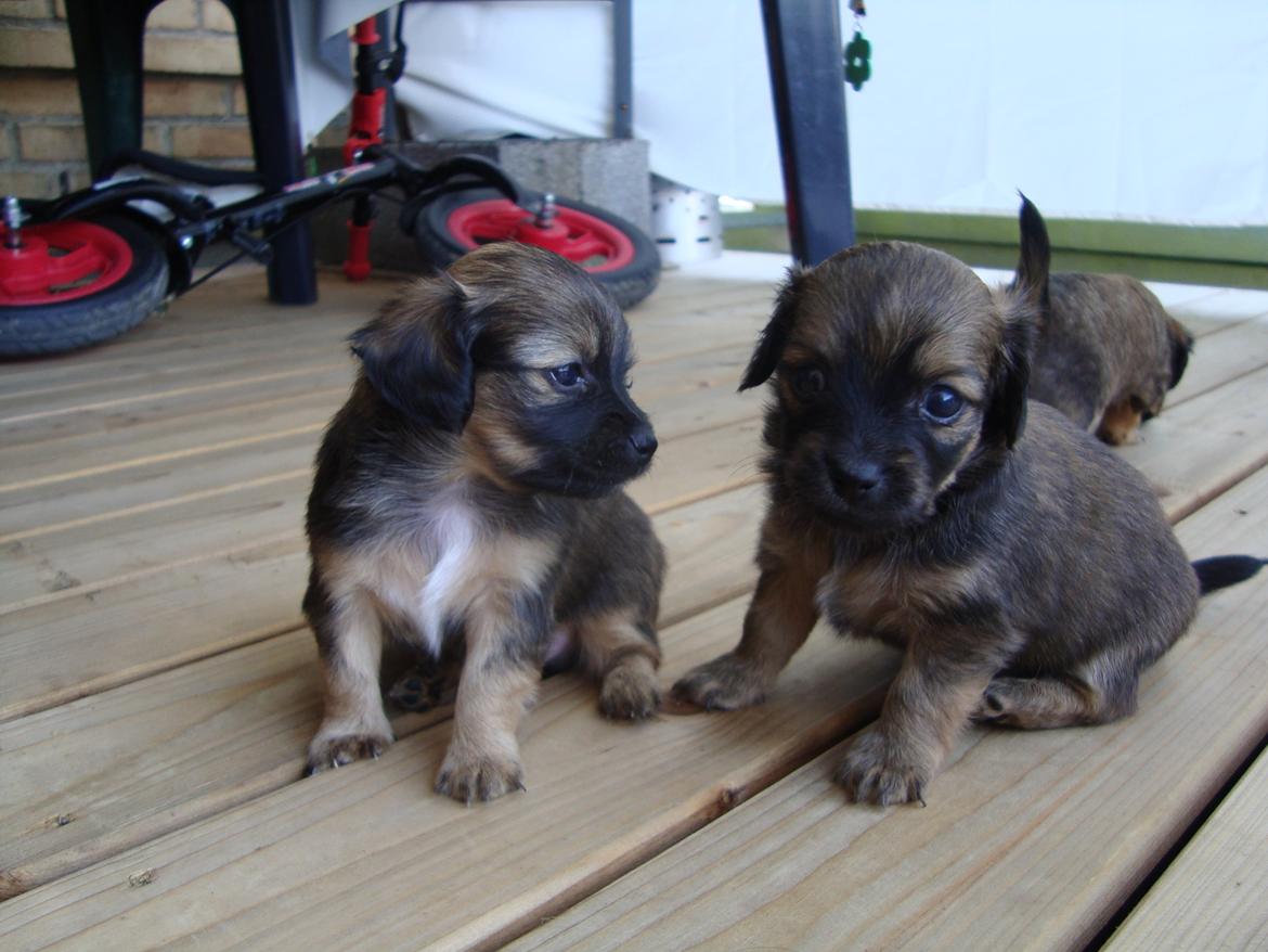 Blanding af racer Tumle billede 7