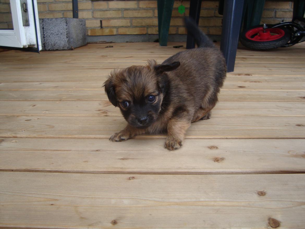 Blanding af racer Tumle billede 8