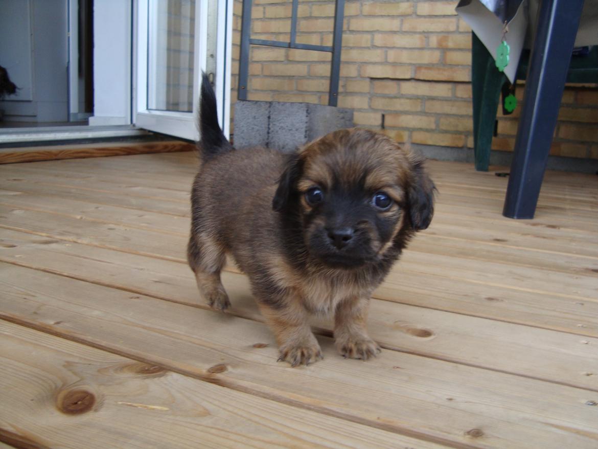 Blanding af racer Tumle billede 9