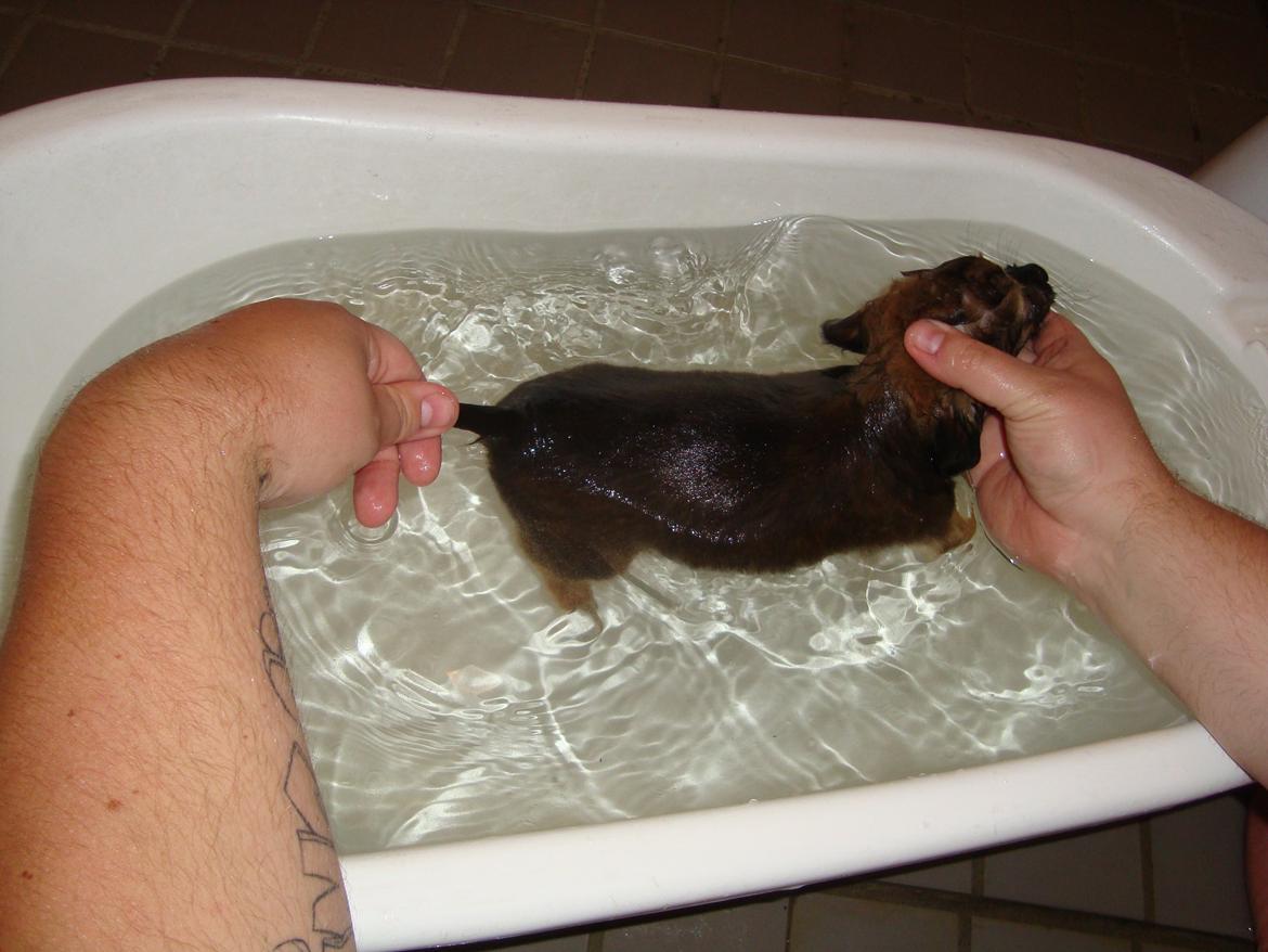 Blanding af racer Tumle billede 11