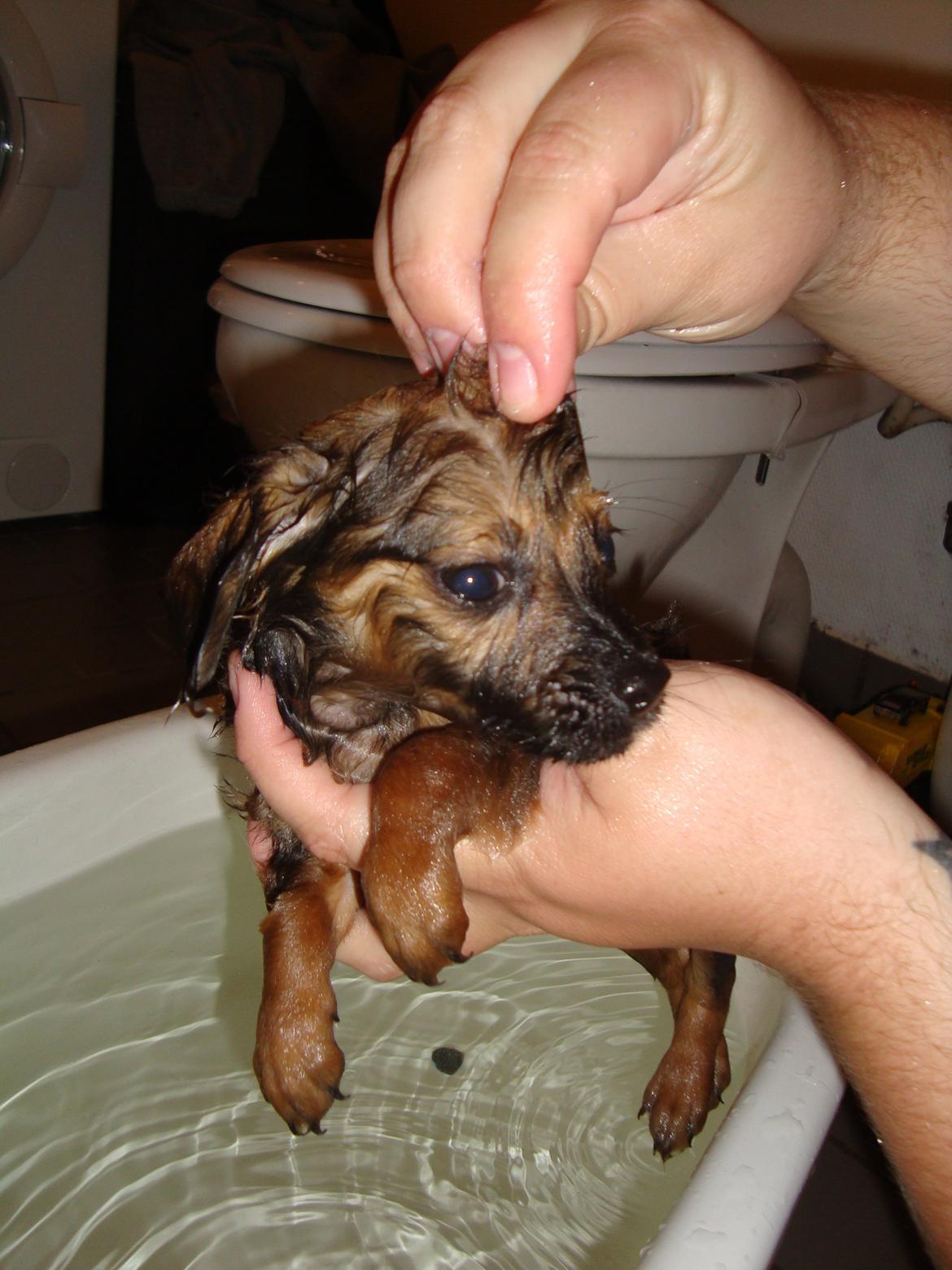 Blanding af racer Tumle billede 12