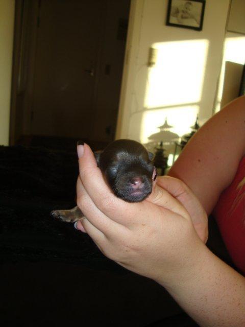 Blanding af racer Tumle billede 13