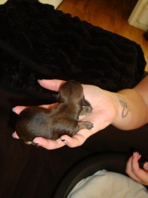 Blanding af racer Tumle billede 14