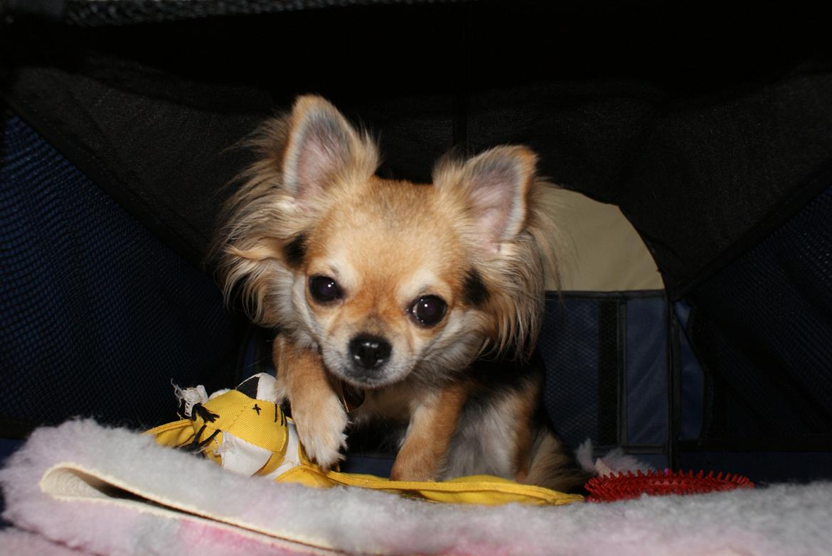 Chihuahua Anna Lucia billede 19