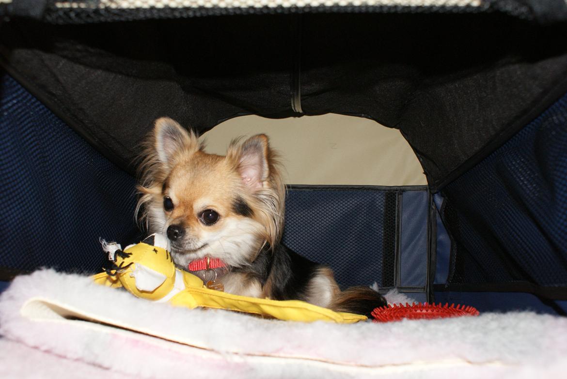 Chihuahua Anna Lucia billede 20