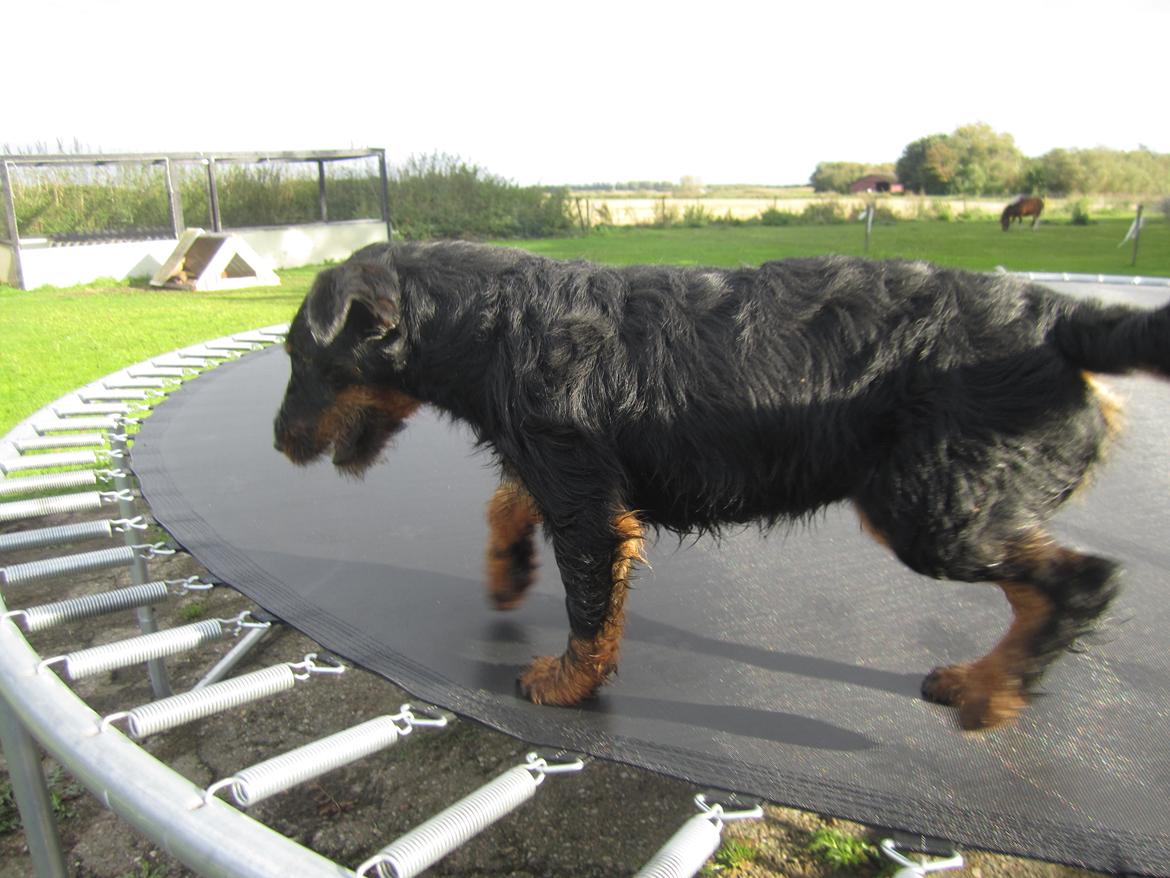 Tysk jagtterrier Buller<3 Farvel min ven <3 billede 13